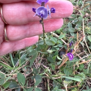 Glycine tabacina at Yarralumla, ACT - 16 Mar 2024 05:43 PM