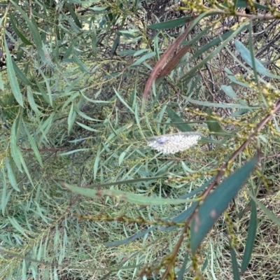 Lepidoptera unclassified IMMATURE moth at Aranda Bushland - 15 Mar 2024 by KMcCue