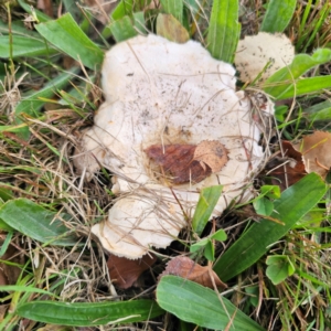 Lactarius pubescens at QPRC LGA - 16 Mar 2024