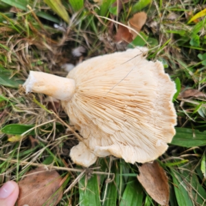 Lactarius pubescens at QPRC LGA - 16 Mar 2024