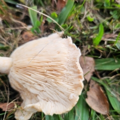 Lactarius pubescens at QPRC LGA - 16 Mar 2024