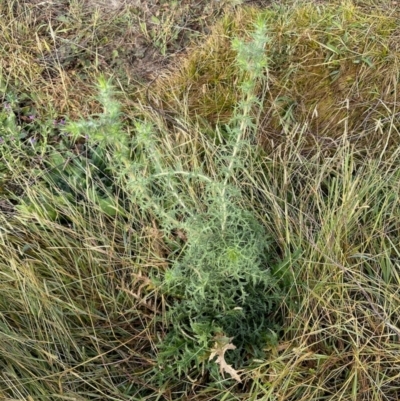 Carthamus lanatus (Saffron Thistle) at Aranda Bushland - 15 Mar 2024 by KMcCue