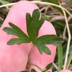 Geranium sp. Pleated sepals (D.E.Albrecht 4707) Vic. Herbarium at Yarralumla, ACT - 16 Mar 2024