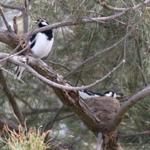 Grallina cyanoleuca at Upper Stranger Pond - 16 Mar 2024