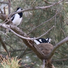 Grallina cyanoleuca at Upper Stranger Pond - 16 Mar 2024