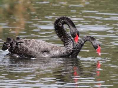 Cygnus atratus (Black Swan) at Upper Stranger Pond - 16 Mar 2024 by RodDeb