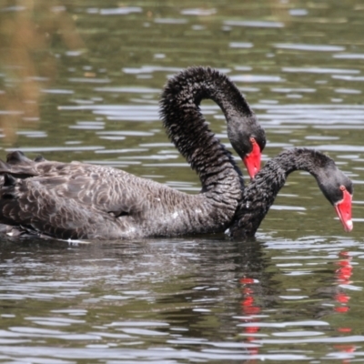 Cygnus atratus (Black Swan) at Upper Stranger Pond - 16 Mar 2024 by RodDeb