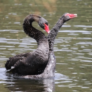 Cygnus atratus at Upper Stranger Pond - 16 Mar 2024