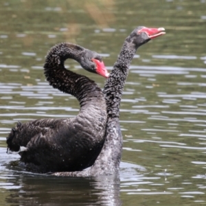 Cygnus atratus at Upper Stranger Pond - 16 Mar 2024