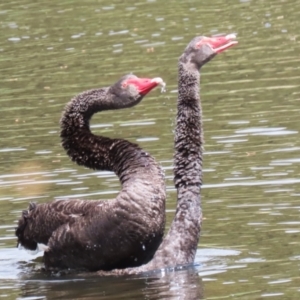 Cygnus atratus at Upper Stranger Pond - 16 Mar 2024