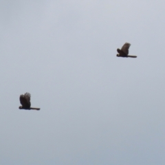 Zanda funerea at Upper Stranger Pond - 16 Mar 2024