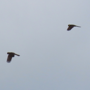 Zanda funerea at Upper Stranger Pond - 16 Mar 2024