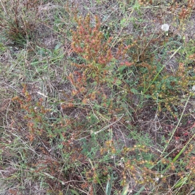 Hypericum perforatum (St John's Wort) at Yarralumla, ACT - 16 Mar 2024 by lbradley