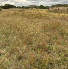 Hypericum perforatum at Yarralumla, ACT - 16 Mar 2024