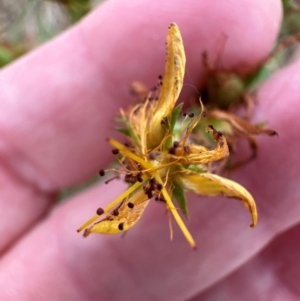 Hypericum perforatum at Yarralumla, ACT - 16 Mar 2024