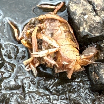 Cherax destructor (Common Yabby) at Yarralumla, ACT - 16 Mar 2024 by lbradley