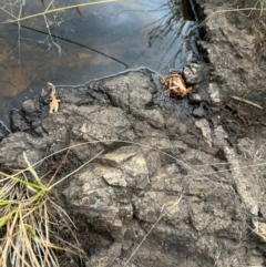 Cherax destructor at Yarralumla, ACT - 16 Mar 2024 06:45 PM