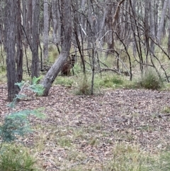 Wallabia bicolor (Swamp Wallaby) at Forde, ACT - 16 Mar 2024 by JimL