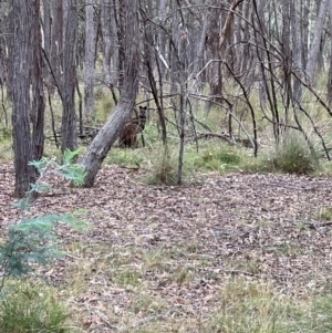 Wallabia bicolor at Mulligans Flat - 16 Mar 2024