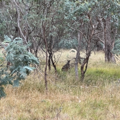 Wallabia bicolor (Swamp Wallaby) at Forde, ACT - 16 Mar 2024 by JimL