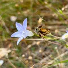 Ocybadistes walkeri (Green Grass-dart) at GG182 - 16 Mar 2024 by KMcCue