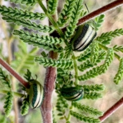 Calomela parilis (Leaf beetle) at Aranda, ACT - 16 Mar 2024 by KMcCue
