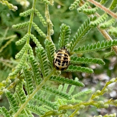 Harmonia conformis (Common Spotted Ladybird) at Aranda, ACT - 16 Mar 2024 by KMcCue