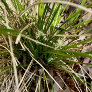 Lomandra longifolia at Aranda, ACT - 16 Mar 2024 01:56 PM