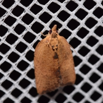 Meritastis (genus) (A Bell moth (Tortricinae)) at QPRC LGA - 15 Mar 2024 by DianneClarke