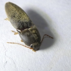 Elateridae sp. (family) (Unidentified click beetle) at Emu Creek - 16 Mar 2024 by JohnGiacon