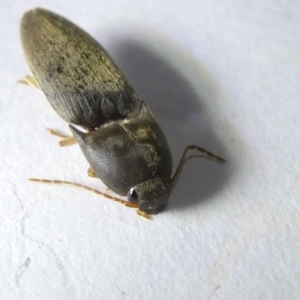 Elateridae sp. (family) at Emu Creek Belconnen (ECB) - 16 Mar 2024