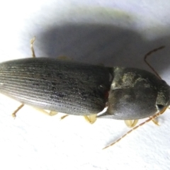 Elateridae sp. (family) at Emu Creek Belconnen (ECB) - 16 Mar 2024 07:06 PM