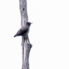 Daphoenositta chrysoptera (Varied Sittella) at Morton National Park - 16 Mar 2024 by Aussiegall