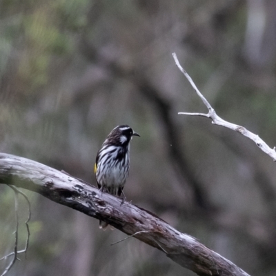 Phylidonyris novaehollandiae (New Holland Honeyeater) at Morton National Park - 15 Mar 2024 by Aussiegall