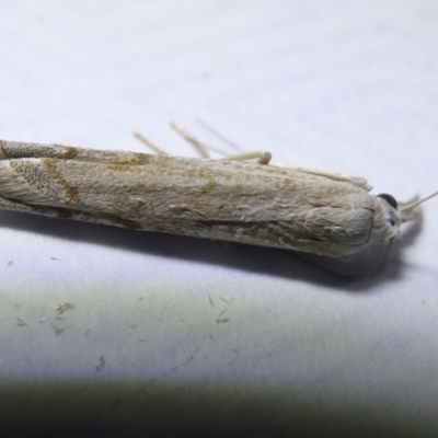 Culladia cuneiferellus (Crambinae moth) at Belconnen, ACT - 16 Mar 2024 by JohnGiacon