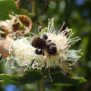 Lipotriches (Austronomia) australica at Murrumbateman, NSW - 16 Mar 2024