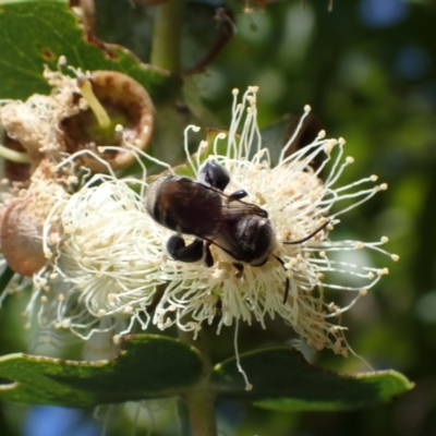 Lipotriches (Austronomia) australica at Murrumbateman, NSW - 16 Mar 2024 by SimoneC