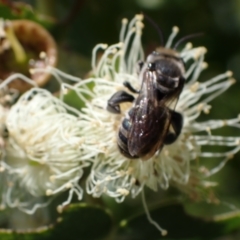 Lipotriches (Austronomia) australica at Murrumbateman, NSW - 16 Mar 2024