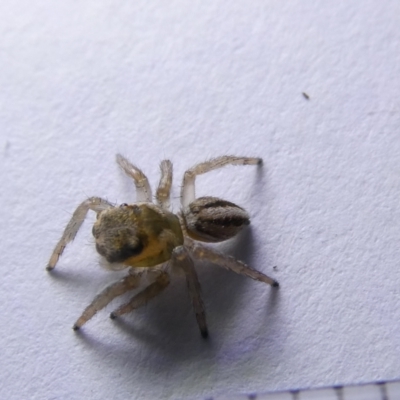 Maratus scutulatus (A jumping spider) at Emu Creek - 16 Mar 2024 by JohnGiacon