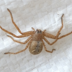 Isopeda canberrana at Undefined Area - 16 Mar 2024 03:33 PM