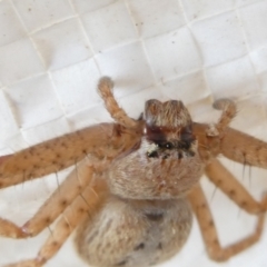 Isopeda canberrana at Undefined Area - 16 Mar 2024 03:33 PM