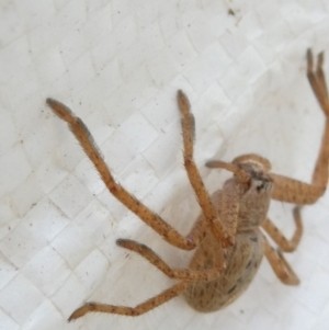 Isopeda canberrana at Undefined Area - 16 Mar 2024 03:33 PM