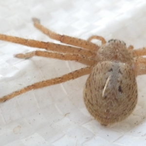 Isopeda canberrana at Undefined Area - 16 Mar 2024 03:33 PM