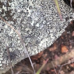 Lichen - crustose at Nicholls, ACT - 16 Mar 2024 by Hejor1