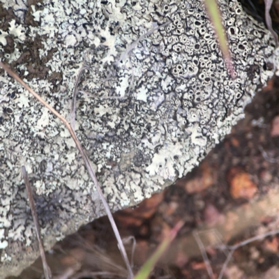 Unidentified Lichen at Nicholls, ACT - 16 Mar 2024 by Hejor1