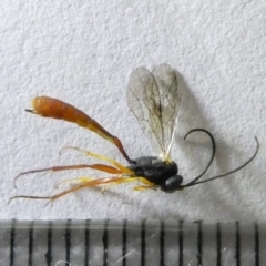 Ichneumonidae (family) (Unidentified ichneumon wasp) at Flea Bog Flat to Emu Creek Corridor - 16 Mar 2024 by JohnGiacon