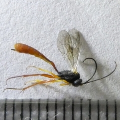 Ichneumonidae (family) (Unidentified ichneumon wasp) at Belconnen, ACT - 16 Mar 2024 by JohnGiacon