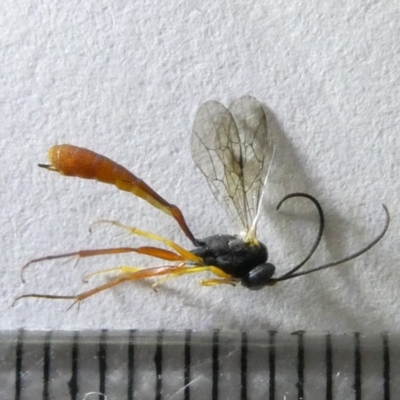 Ichneumonidae (family) (Unidentified ichneumon wasp) at Belconnen, ACT - 16 Mar 2024 by JohnGiacon