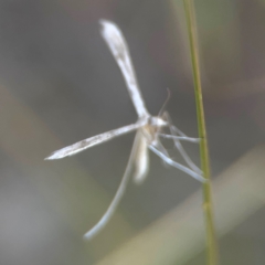 Stenoptilia zophodactylus (Dowdy Plume Moth) at Nicholls, ACT - 16 Mar 2024 by Hejor1