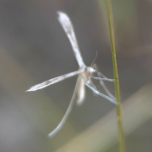 Stenoptilia zophodactylus at Harcourt Hill - 16 Mar 2024